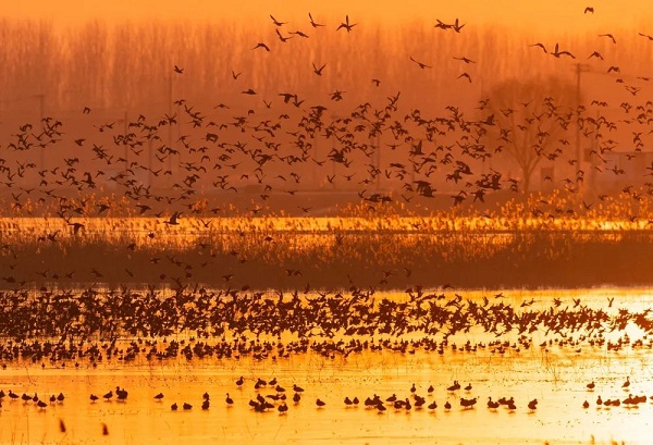 Photographer captures migrating bird flocks in Tai'an's Dongping Lake