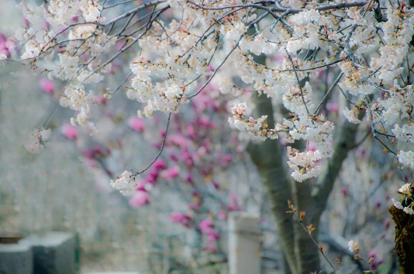 Explore cherry blossoms in Mount Tai Scenic Area