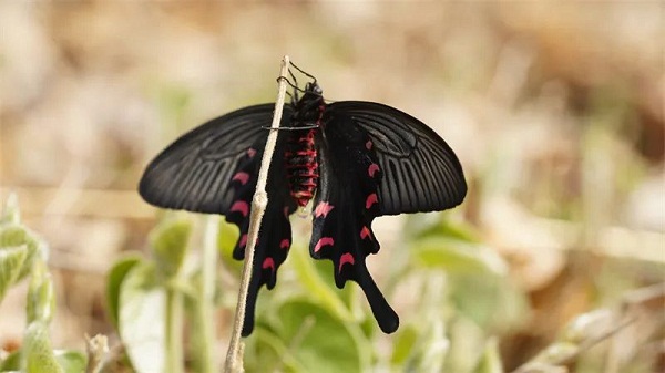Butterfly superpopulation founded in Mount Tai Scenic Area