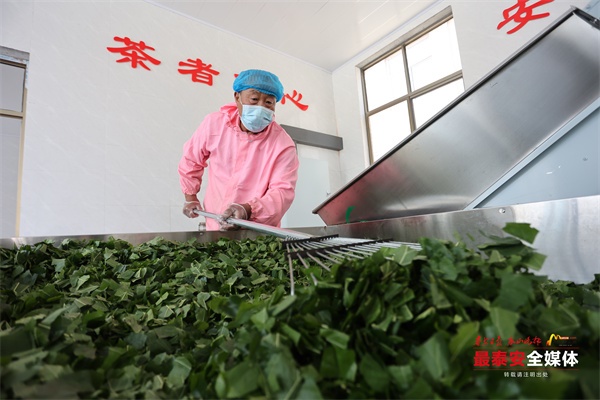 Village in Tai'an boasts mulberry leaves tea industry