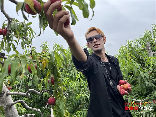 Intl students enjoy black peach picking in Tai'an