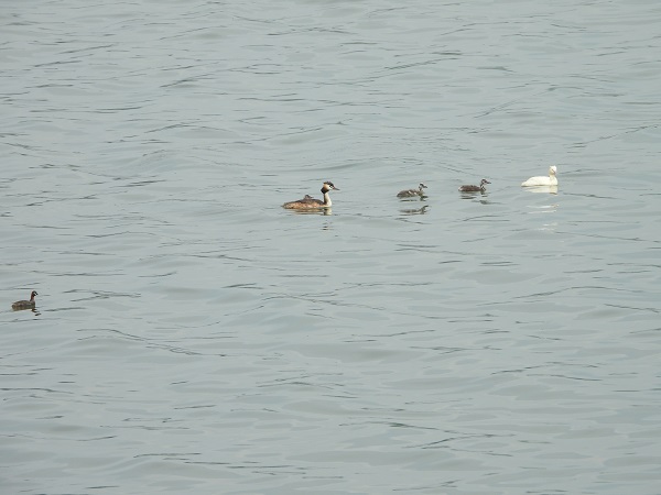 Rare albino great crested grebe spotted with babies in Tai'an