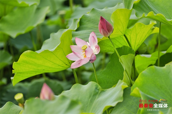 Lotus blossoms grace Donghu Park in Tai'an