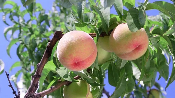 Peach festival takes place in Feicheng