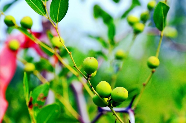 Tai'an village's jujube cultivation contributes to rural vitalization