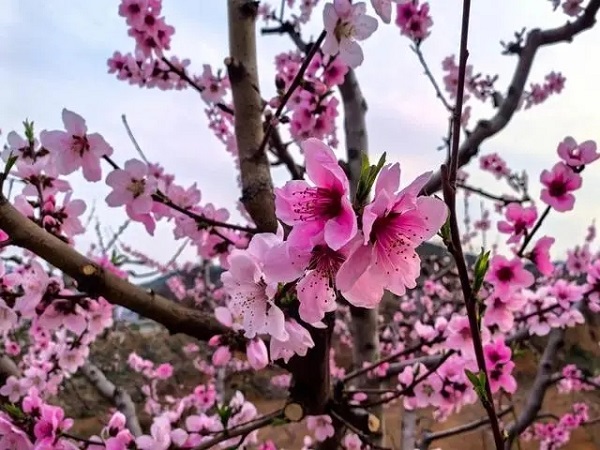 Feicheng kicks off annual peach blossom festival