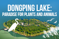Dongping Lake: Paradise for plants, animals