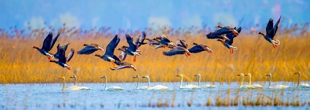 Waterfowls arrive at Dongping Lake as spring arrives
