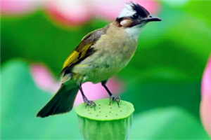 Protection for heaven-sent wild birds on Mount Tai