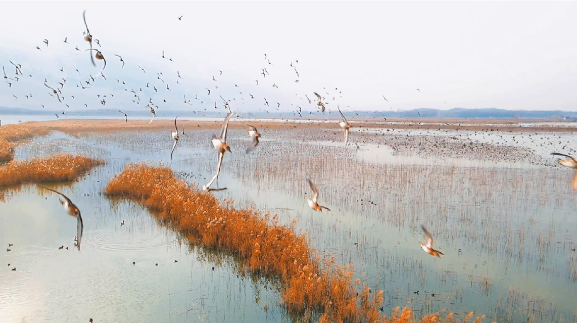 Video: Dongping Lake Wetland welcomes flocks of birds