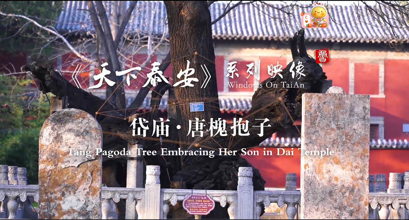 Video: Tang pagoda tree at Dai Temple