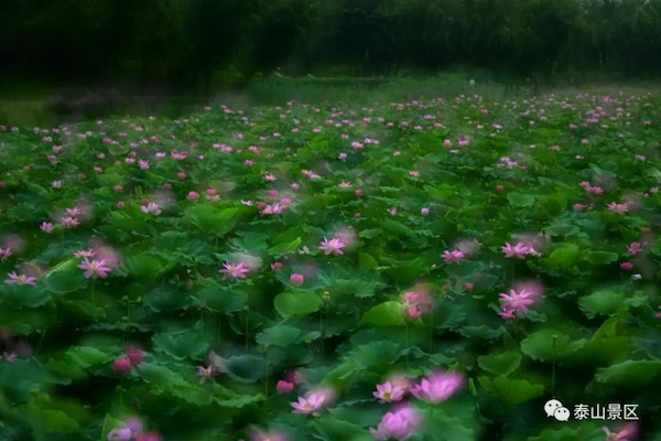 Lotus flowers bloom in Tai'an