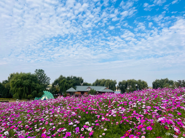 Embrace floral autumn in Tai'an