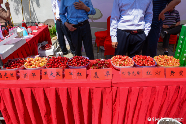 Cherry Festival sweetens up Cuwen Scenic Area