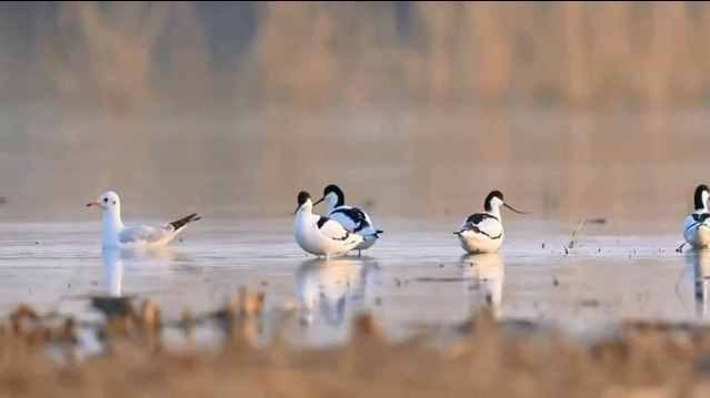 Video: Dongping Lake, a paradise for migratory birds