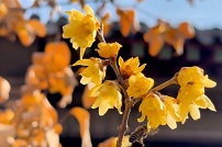 Video: Wintersweet blossom attracts visitors to Dai Temple