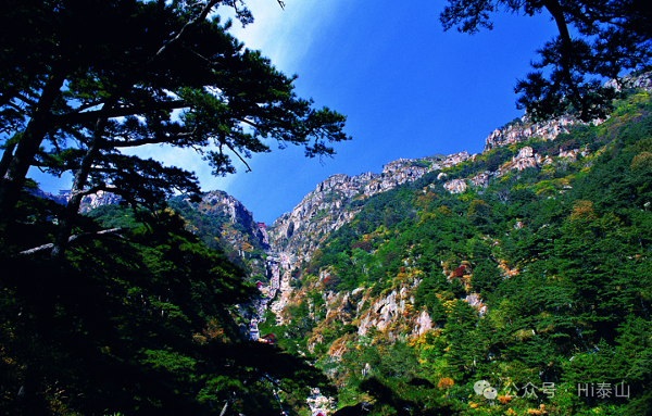 Mount Tai's afforestation efforts pay off