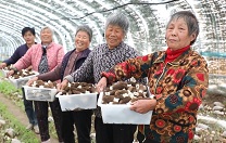 Specialty industry driving rural growth in Shandong