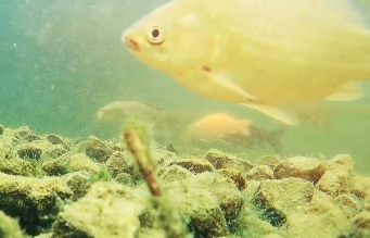 Video：Explore underwater world of Dongping Lake
