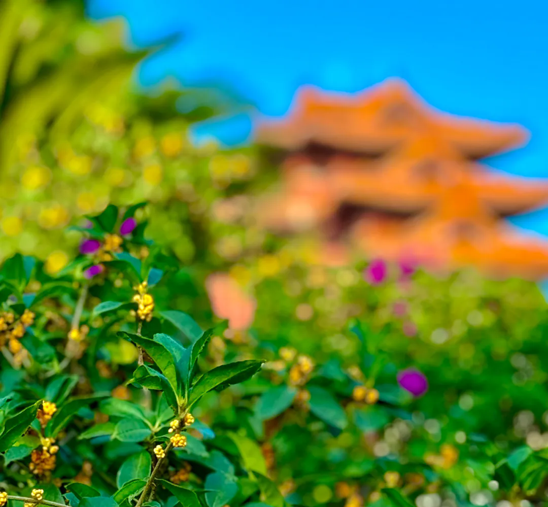 Autumn adds color to Mount Tai