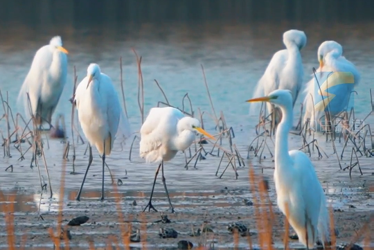 Tranquil serenity: Dance nature at Dongping Lake