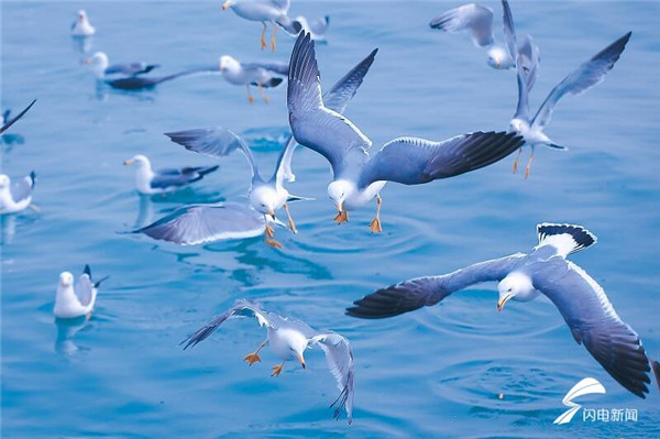 Flocks of seagulls forage, nest in Yantai