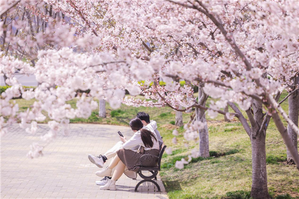 Blooming cherry blossoms bring spring to Yantai