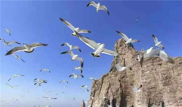 Thousands of seagulls flock to Yantai's Changdao Island