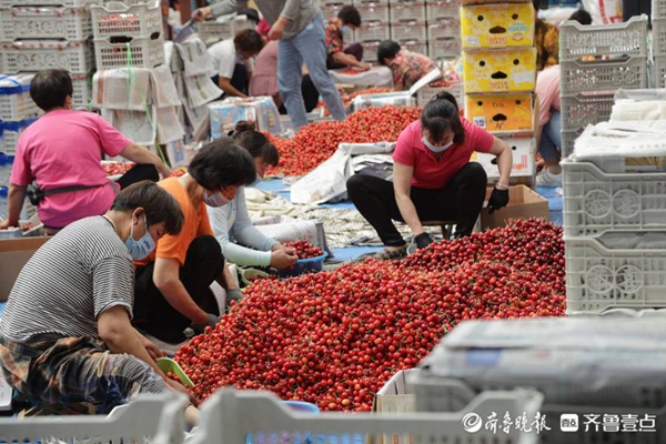 ​China's largest cherry wholesale market bustles in Yantai