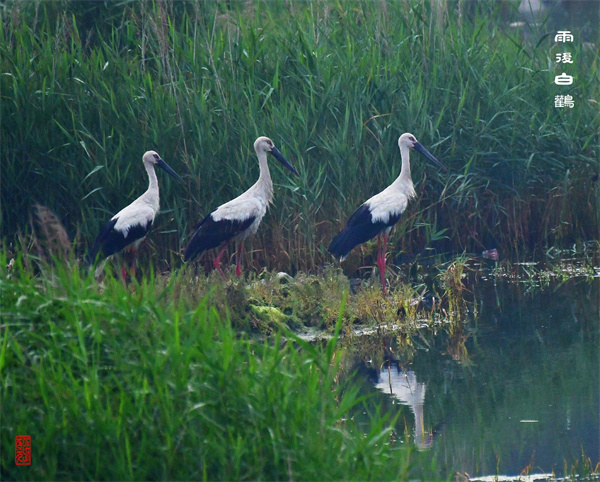 Wetland nature reserve in Yantai becomes paradise for birds