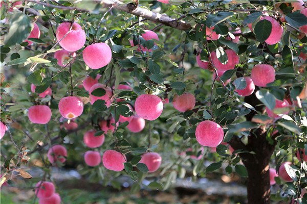 Apples bring sweet success to Yantai farmers