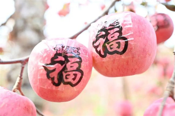 Farmers smitten with apple bumper harvest in Yantai village