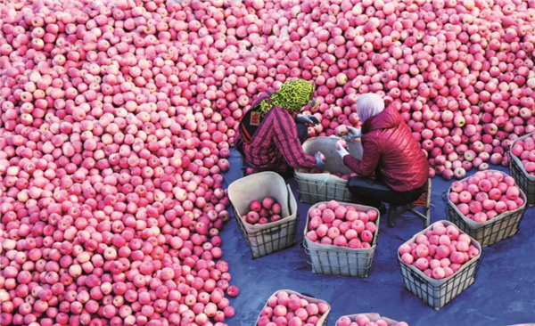 Apple harvest season starts in Yantai