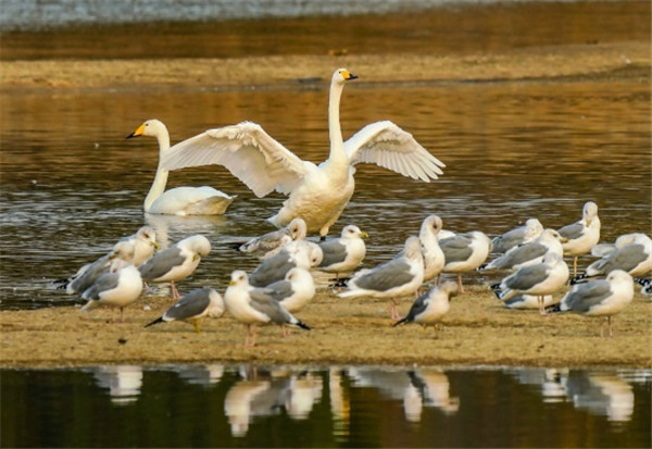 Better environment attracts swans to Longkou, Yantai