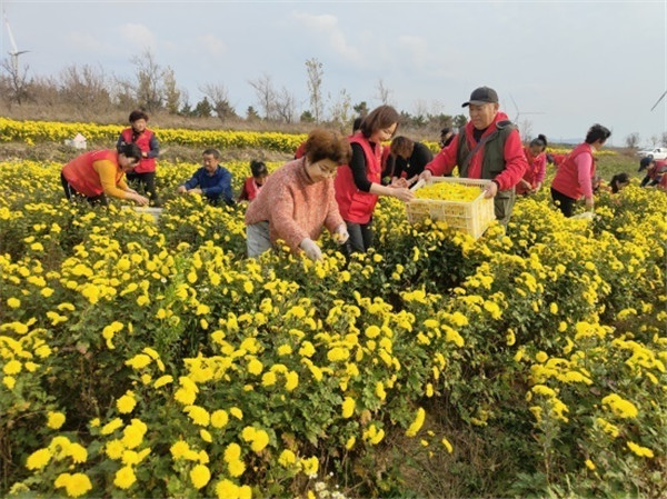 Chrysanthemums help locals in Yantai village boost incomes