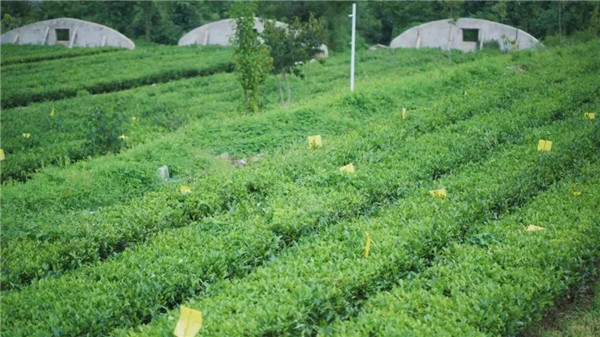 ​Haiyang Green Tea brings farmers good fortune in Yantai