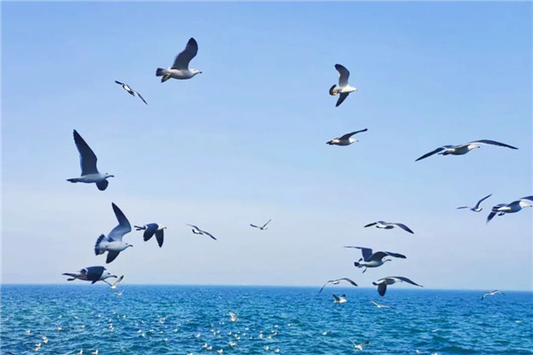 Flocks of seagulls snapped in Yantai