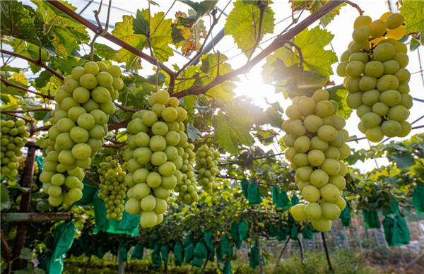 Grapes sweeten life in Shandong province