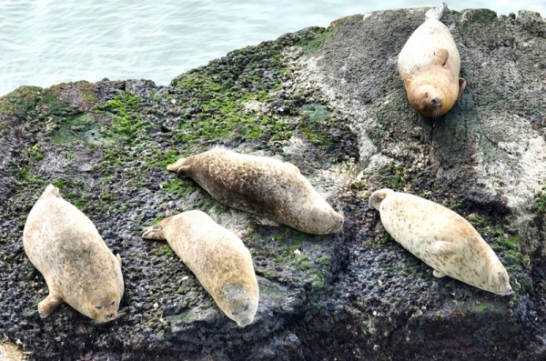 Changdao's seal sanctuary: A haven for spotted seals