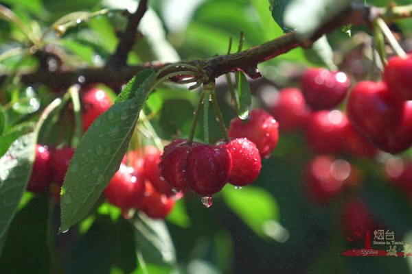Juicy Yantai cherries enter harvest season