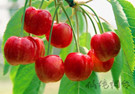 Yantai cherries