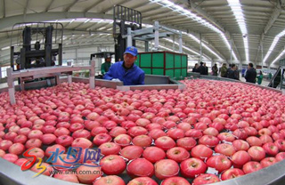 Yantai apples take big leap, to hit the US market