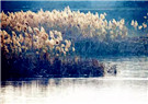 Early winter scenes on Yantai's Jiahe River