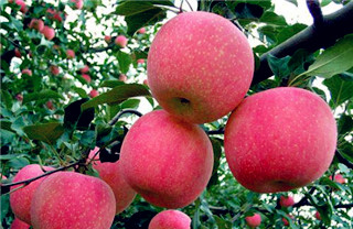 Yantai apples cater to Beijing's tastes