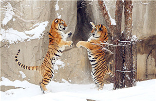 Siberian tigers play in snow at zoo in Yantai