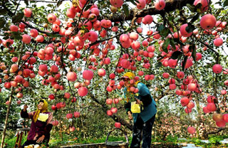 How Yantai's apples took a big slice of Chinese market