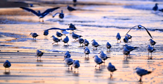 Thousands of seagulls descend on Yantai