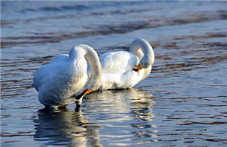 Gracious swans dance at E China's Shandong