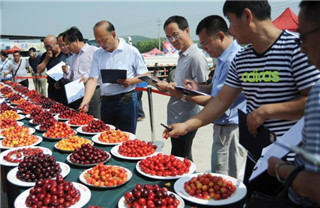 Farmers present cherries in fruit competition in Yantai