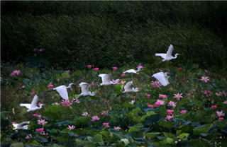 In pics: Flocks of egrets seen near Neijia River in Yantai